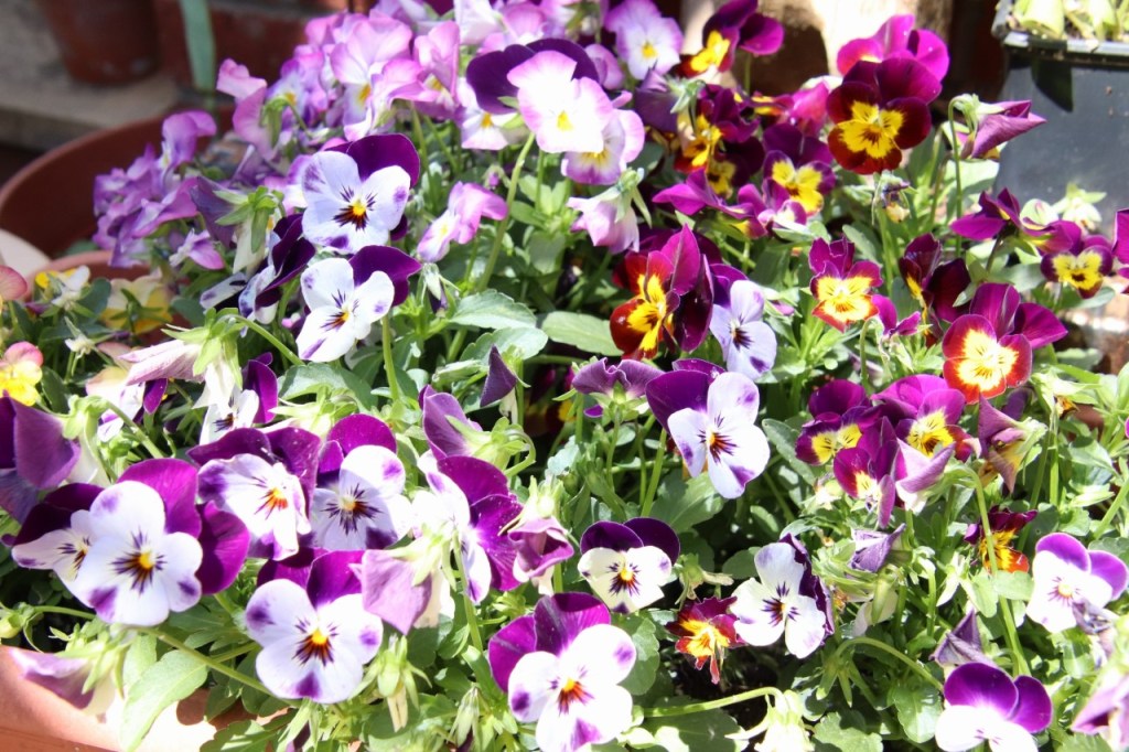Colourful pansy flower display