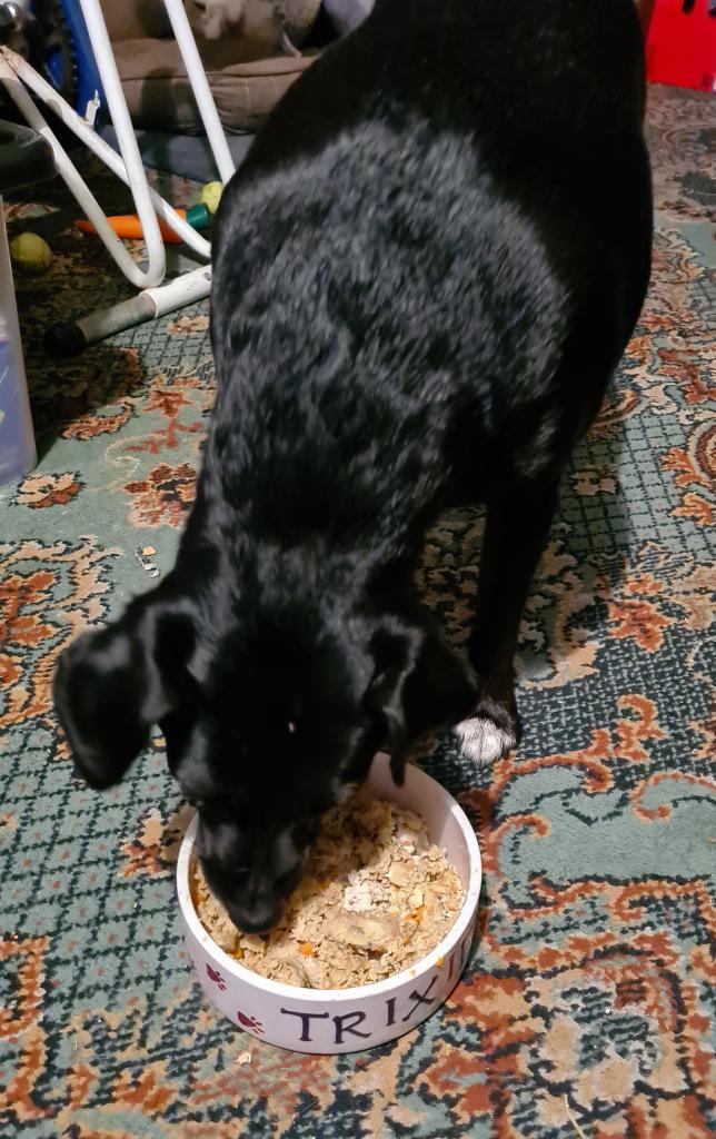 Trixie eating Hug My Dog food