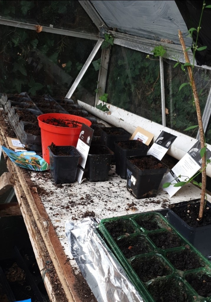 Inside of greenhouse with plants growing.