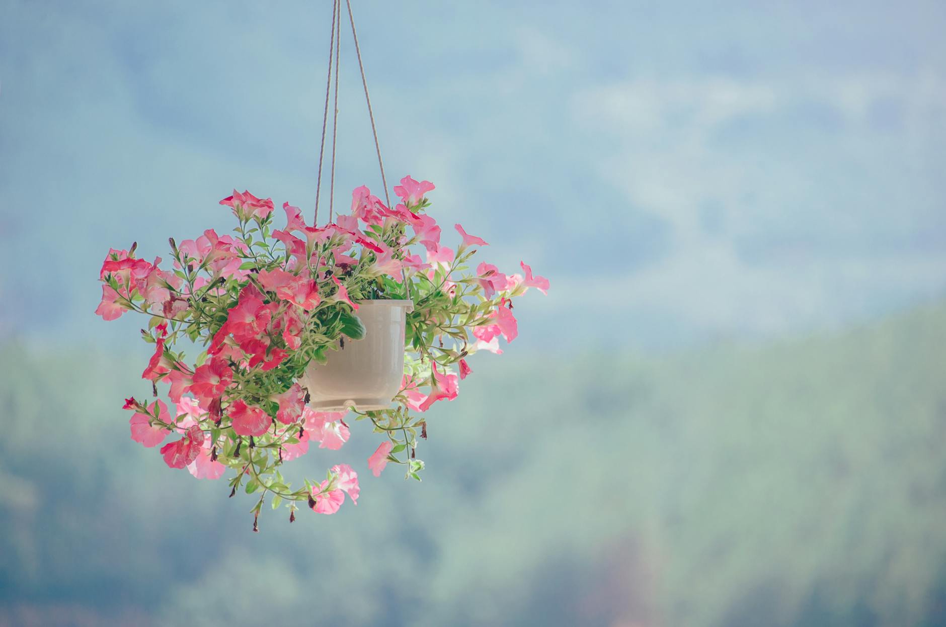Pink flowers in a hanging basket for spring allergy eye relief: how to reduce redness, itchiness, and dryness post.