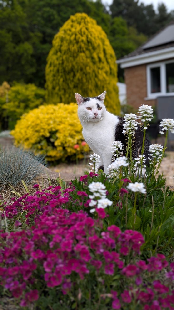 Cat surrounding by flowers in a garden for Simple Ways to Refresh Your Home for Summer (Without Spending a Fortune) post.