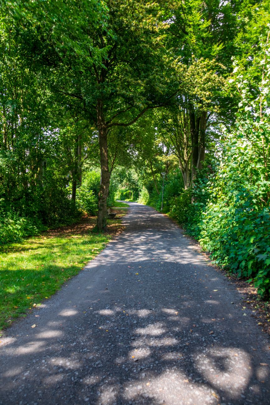Path surrounded by trees and greenery for 20 Cheap Family Days Out in Devon (That Are Actually Worth It) post.
