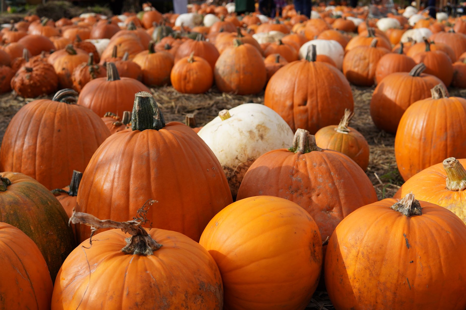 loads of pumpkins on the ground for Best Pumpkin Patches in Devon and Somerset: The Ultimate Family Guide post.