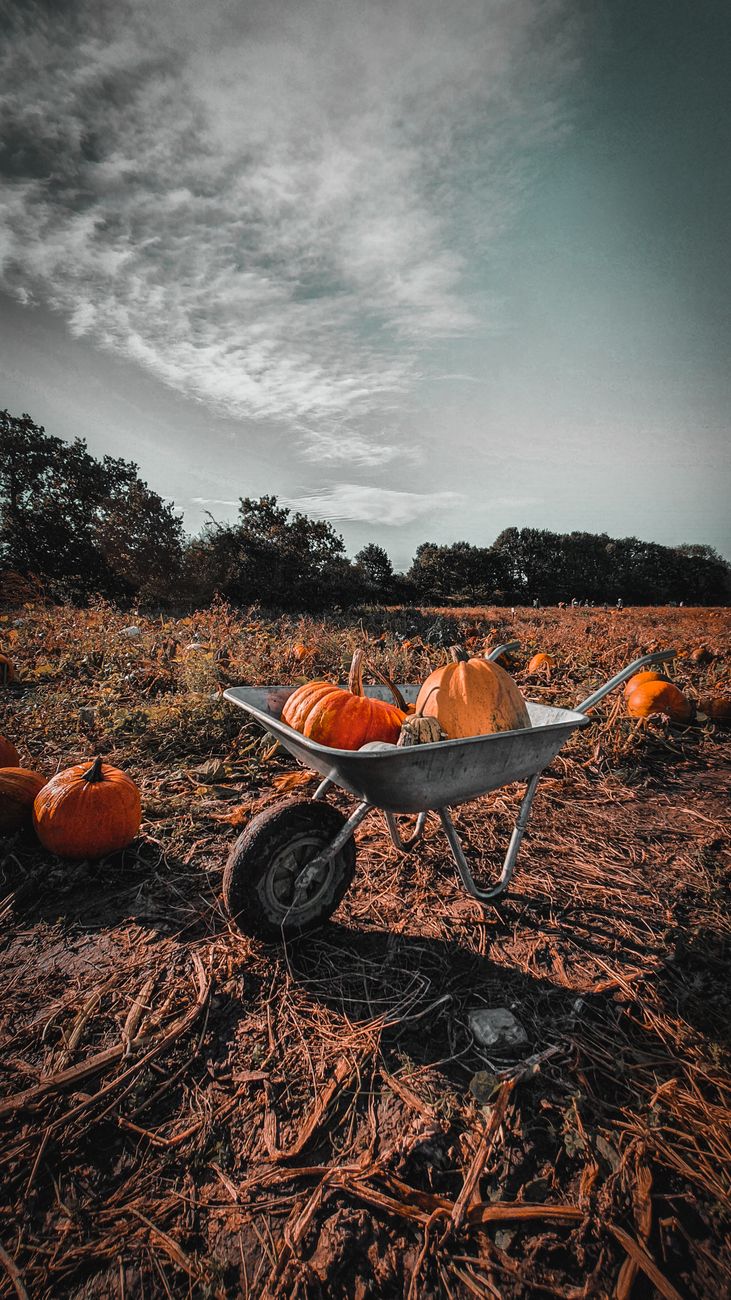 Pumpkins in a wheelbarrow for Best Pumpkin Patches in Devon and Somerset: The Ultimate Family Guide post.